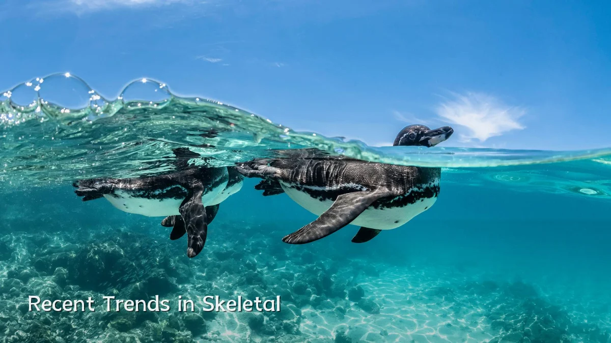 Recent Trends in Skeletal