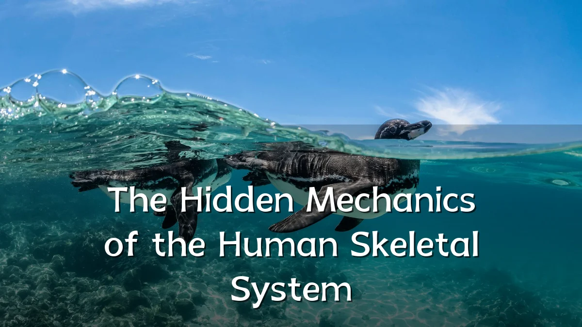 The Hidden Mechanics of the Human Skeletal System