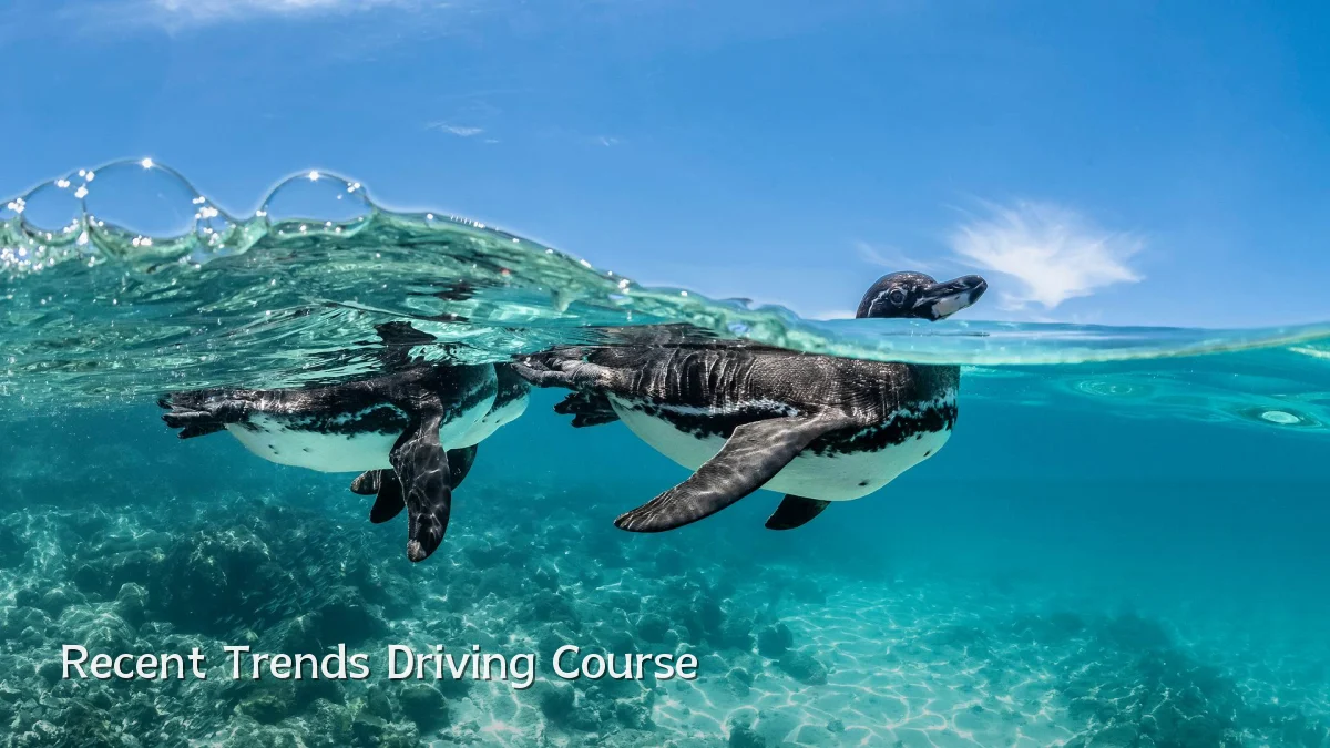 Recent Trends Driving Course